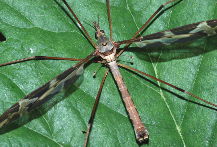 Tipula maxima?